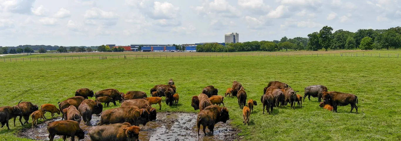 Dev to study mysterious particles at Fermilab