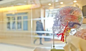 transparent model of human skull