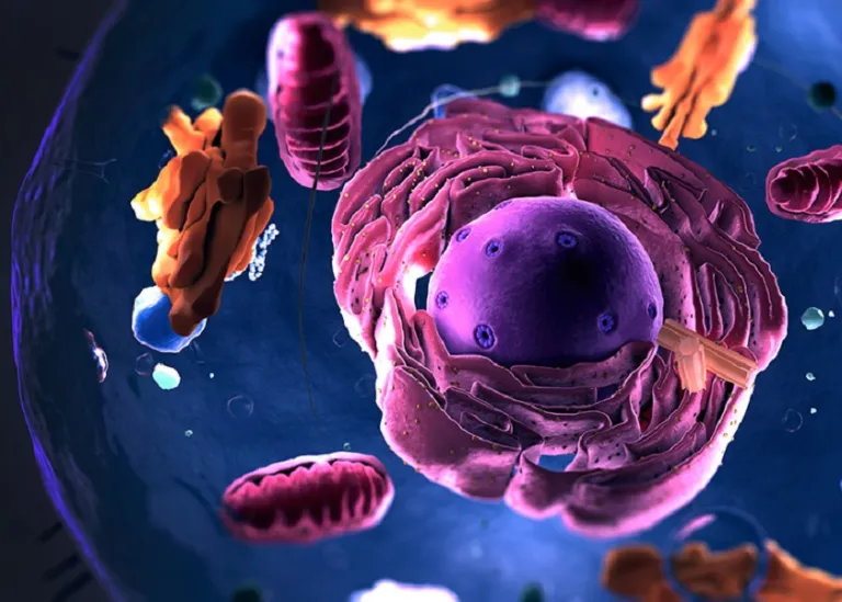 Organelles (Image: Shutterstock)