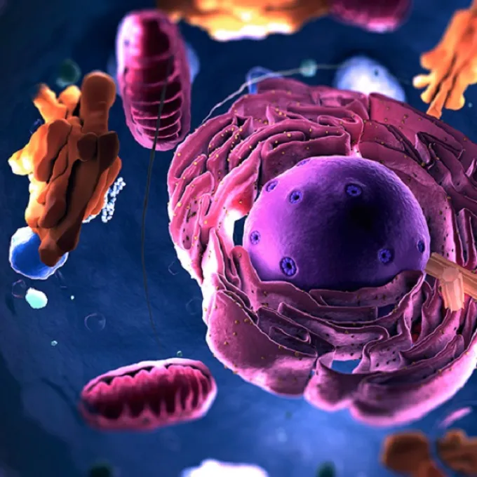 Organelles (Image: Shutterstock)